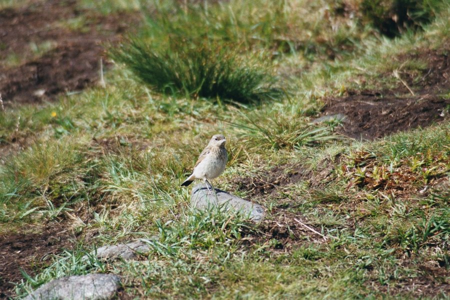 2003060835 runde skjaerpiplerke